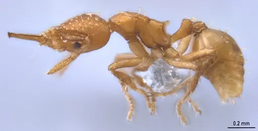 Strumigenys oconitrilloae - ANTWEB1053264