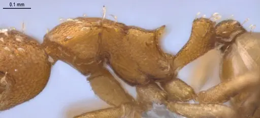 Strumigenys oconitrilloae - ANTWEB1053264