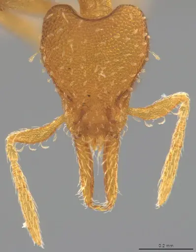 Strumigenys oconitrilloae - CASENT4036159