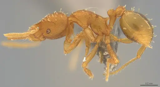 Strumigenys oconitrilloae - CASENT4036159