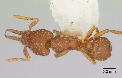 Strumigenys oconitrilloae - INB0003621500