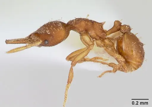 Strumigenys oconitrilloae - INB0003621500