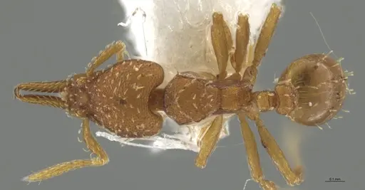 Strumigenys oconitrilloae - INB0003624227