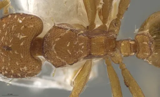 Strumigenys oconitrilloae - INB0003624227