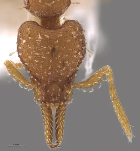 Strumigenys oconitrilloae - INB0003624227