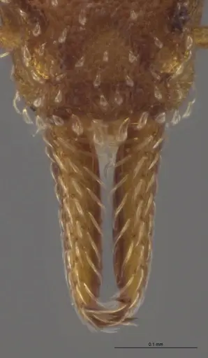 Strumigenys oconitrilloae - INB0003624227