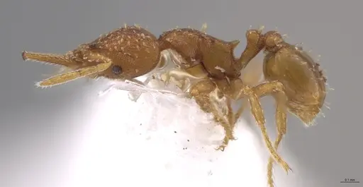 Strumigenys oconitrilloae - INB0003624227