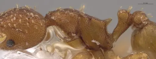 Strumigenys oconitrilloae - INB0003624227