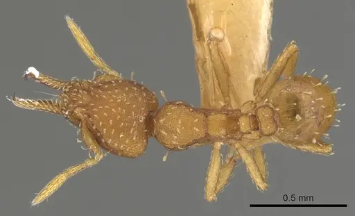 Strumigenys oconitrilloae - INBIOCRI001224828