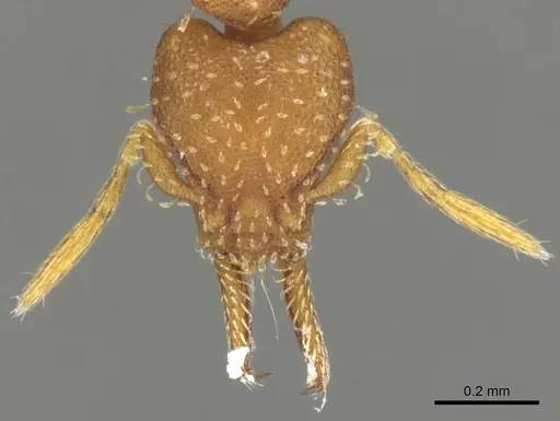 Strumigenys oconitrilloae - INBIOCRI001224828