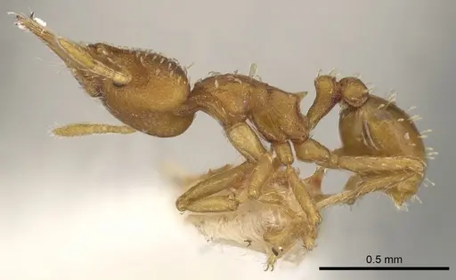 Strumigenys oconitrilloae - INBIOCRI001224828