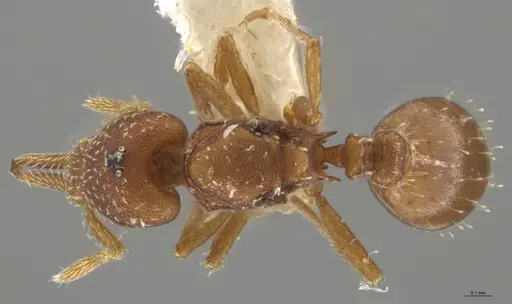 Strumigenys oconitrilloae - INBIOCRI002281849