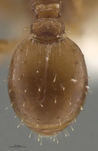 Strumigenys oconitrilloae - INBIOCRI002281849