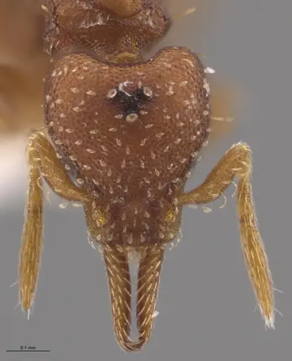 Strumigenys oconitrilloae - INBIOCRI002281849