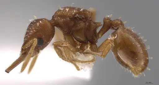 Strumigenys oconitrilloae - INBIOCRI002281849