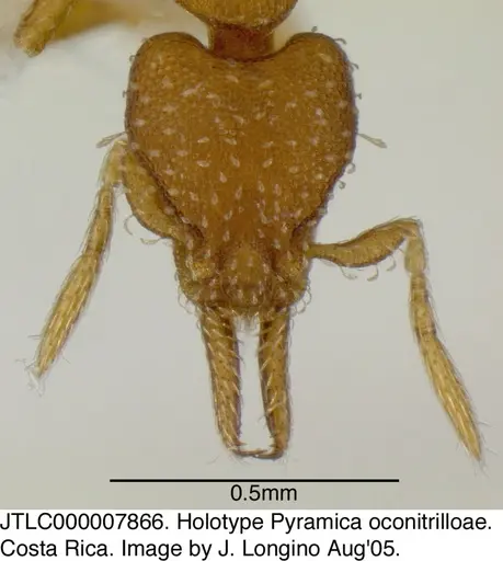 Strumigenys oconitrilloae - JTLC000007866