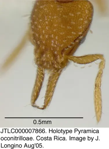 Strumigenys oconitrilloae - JTLC000007866