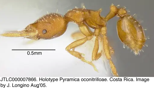 Strumigenys oconitrilloae - JTLC000007866