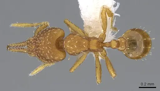 Strumigenys oconitrilloae - JTLC000007869