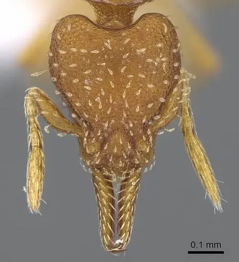 Strumigenys oconitrilloae - JTLC000007869