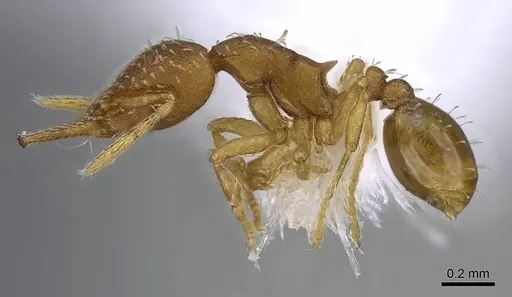 Strumigenys oconitrilloae - JTLC000007869