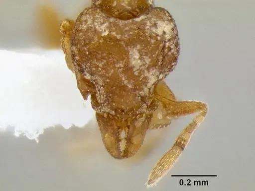 Strumigenys ocypete specimen