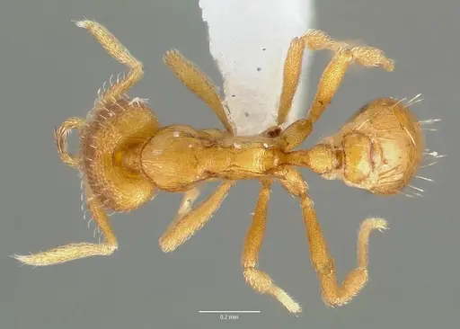 Strumigenys odacon specimen