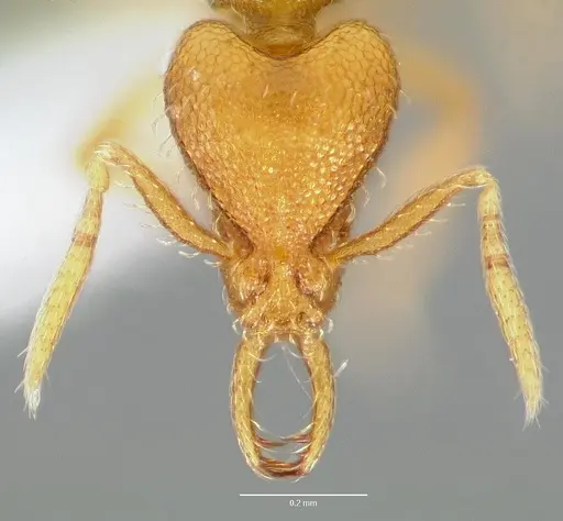 Strumigenys odacon specimen