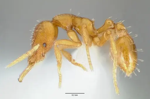 Strumigenys odacon specimen