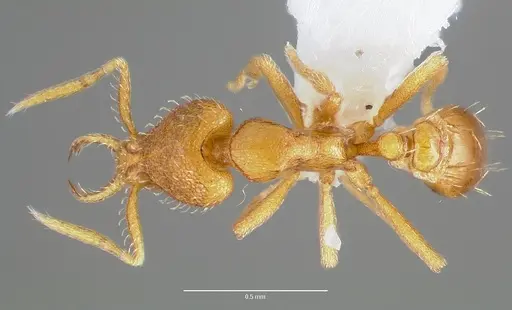 Strumigenys odacon - CASENT0005618