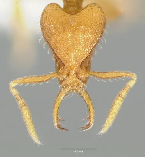 Strumigenys odacon - CASENT0005618