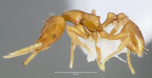 Strumigenys odacon - CASENT0005618