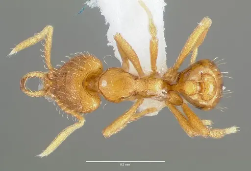 Strumigenys odacon - CASENT0005619