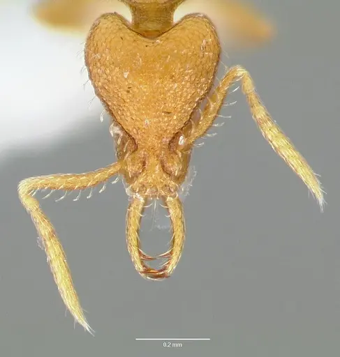 Strumigenys odacon - CASENT0005619