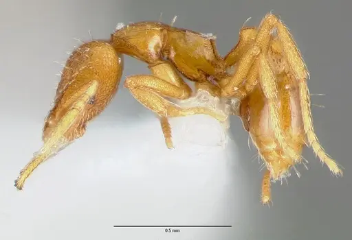 Strumigenys odacon - CASENT0005619