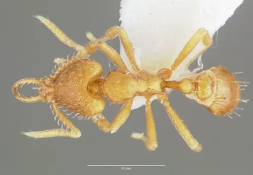 Strumigenys odacon - CASENT0005620