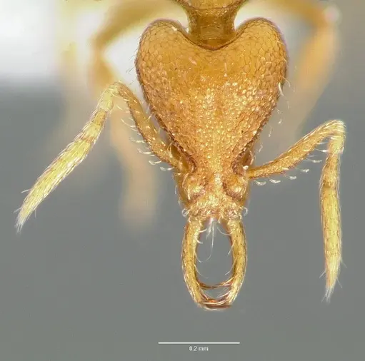 Strumigenys odacon - CASENT0005620