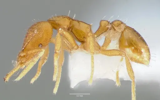 Strumigenys odacon - CASENT0005620