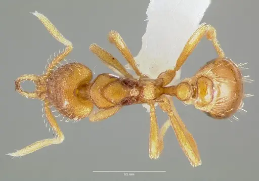 Strumigenys odacon - CASENT0006062