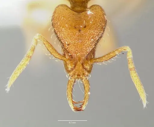 Strumigenys odacon - CASENT0006062