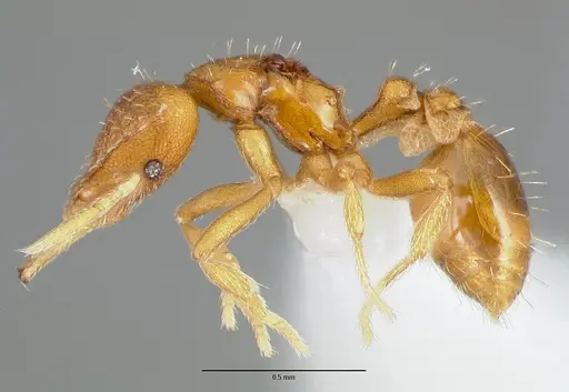 Strumigenys odacon - CASENT0006062