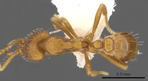 Strumigenys odacon - CASENT0900730