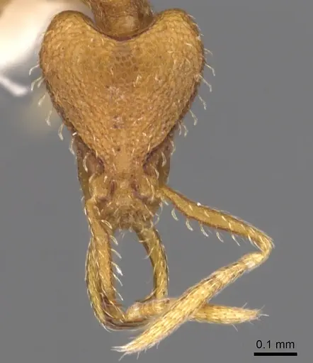 Strumigenys odacon - CASENT0900730