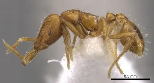 Strumigenys odacon - CASENT0900730