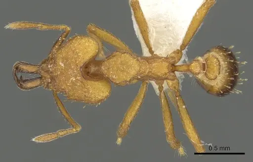 Strumigenys odalatra specimen