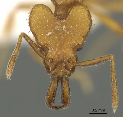 Strumigenys odalatra specimen