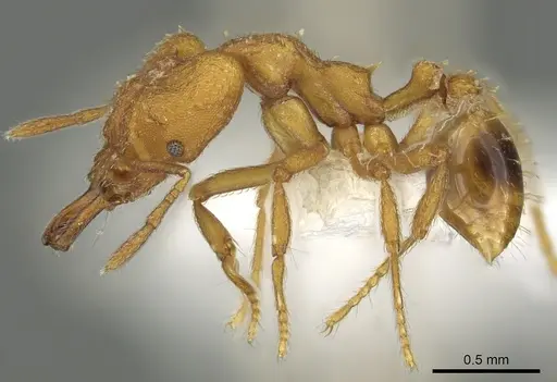 Strumigenys odalatra specimen