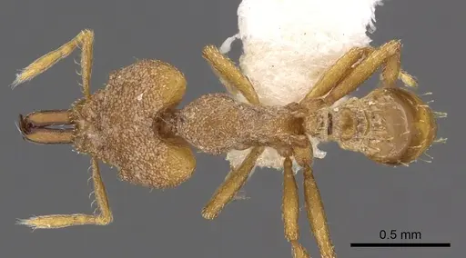 Strumigenys offina specimen