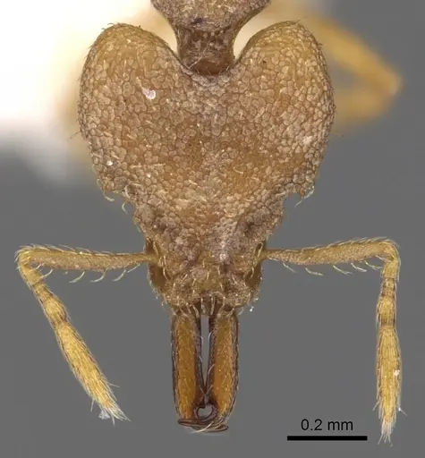 Strumigenys offina specimen