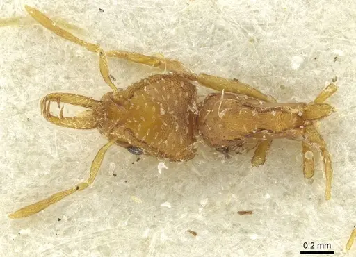 Strumigenys ogloblini specimen